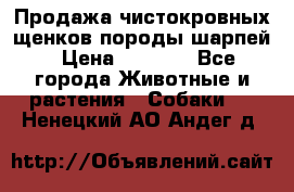 Продажа чистокровных щенков породы шарпей › Цена ­ 8 000 - Все города Животные и растения » Собаки   . Ненецкий АО,Андег д.